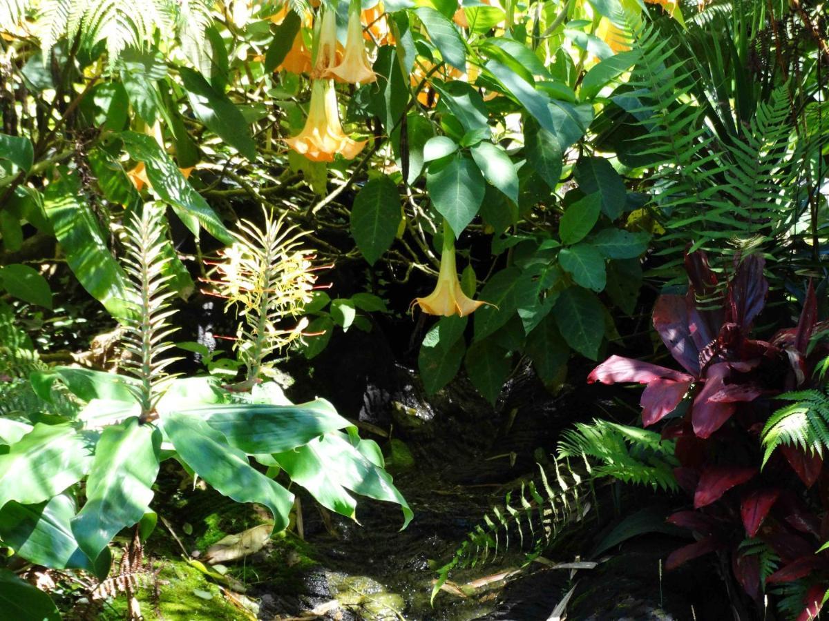 Chalet Kilauea โวลคาโน ห้อง รูปภาพ